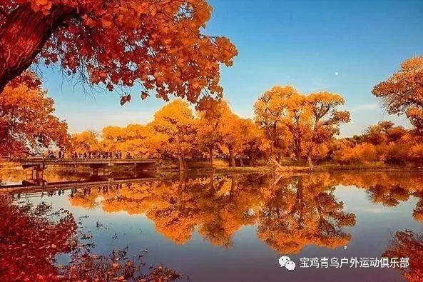 吃金币的猫